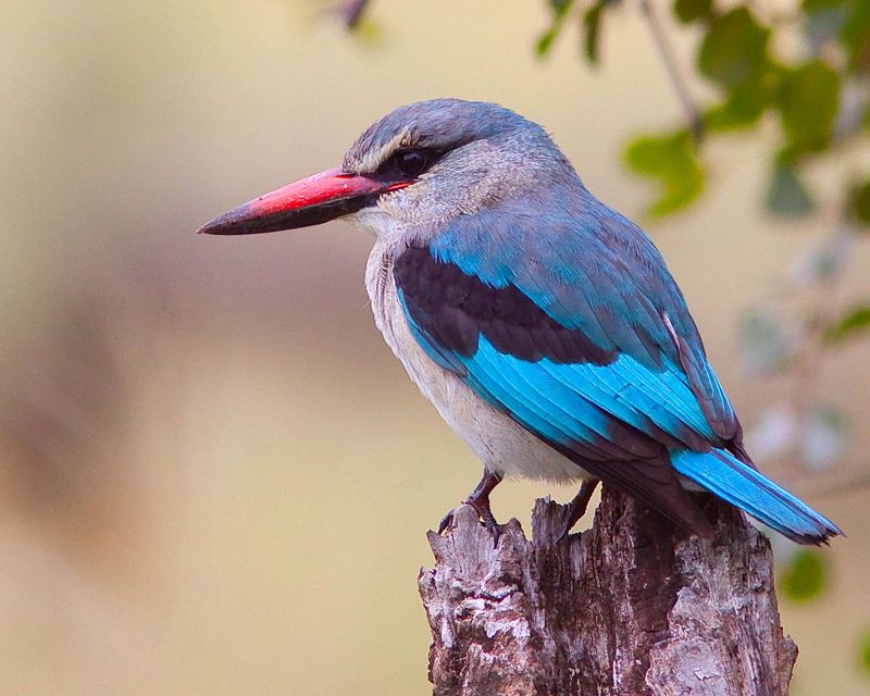 El pájaro azul vuela fuera del patio… – Trianarts